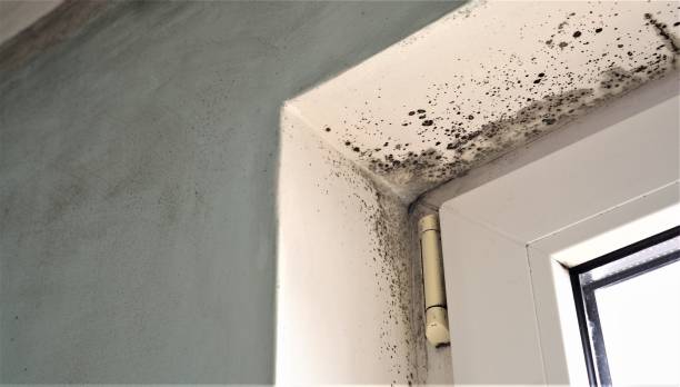 Best Attic Mold Removal  in Mangonia Park, FL