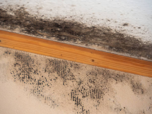 Best Forensic Mold Investigation  in Mangonia Park, FL