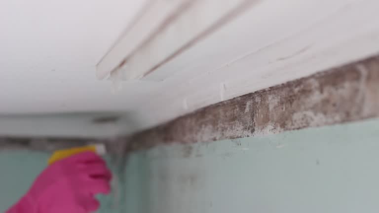 Best Mold-Related Health Consultation  in Mangonia Park, FL